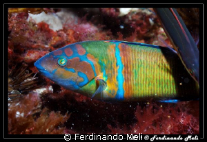 Thalassoma pavo... very fast fish! 1/125 f11 by Ferdinando Meli 